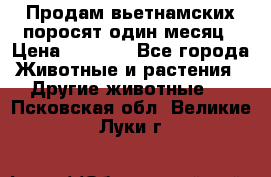 Продам вьетнамских поросят,один месяц › Цена ­ 3 000 - Все города Животные и растения » Другие животные   . Псковская обл.,Великие Луки г.